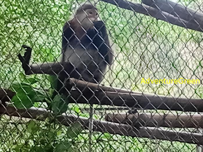 Black-shanked doucs at Cuc Phuong National Park, Ninh Binh Province, Vietnam